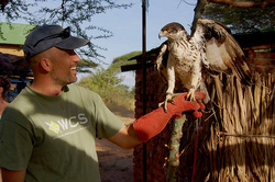 Pete Coppolillo with rehabilitated African Hawk Eagle